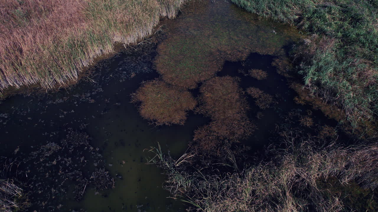 4k aerial view of a marsh with a wide variety of aquatic plants, fish swim in the water holes. Invasive wetland plants mostly Hydrilla and Cattails