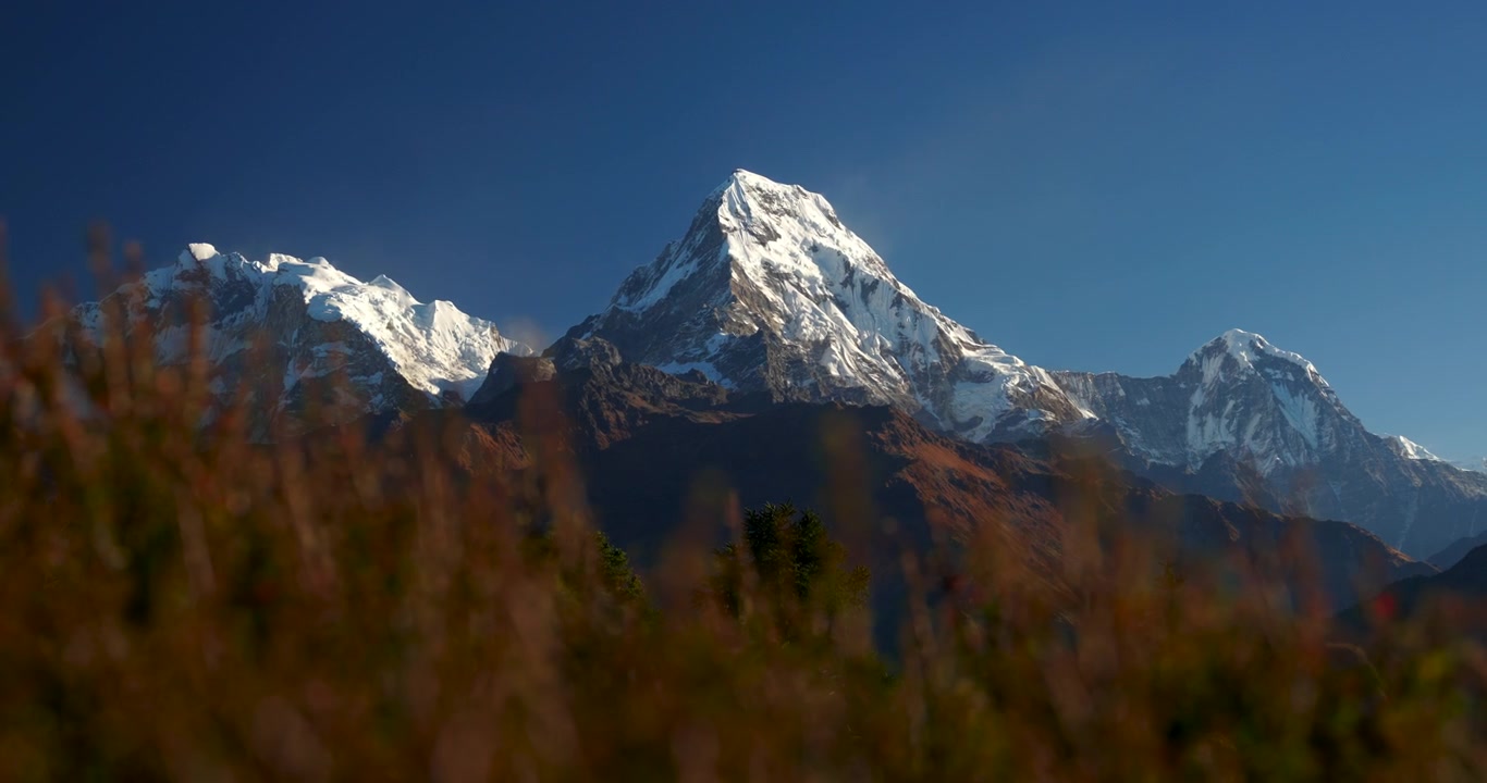 Regione dell'Annapurna, Poon Hill, Nepal. Inquadratura focalizzata sulla vetta innevata dell'Annapurna Sud durante la luce del primo mattino, con erba autunnale dorata e sfocata in primo piano.