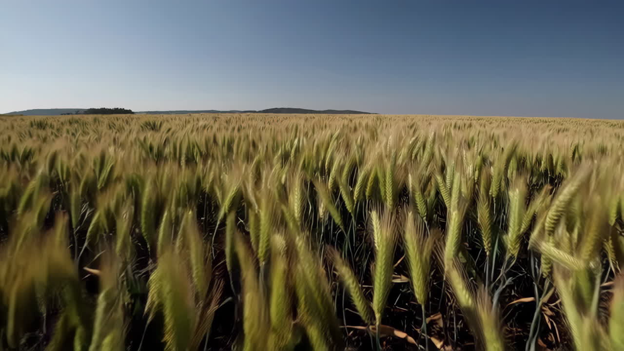 Wheat Field Under a Clear Sky
