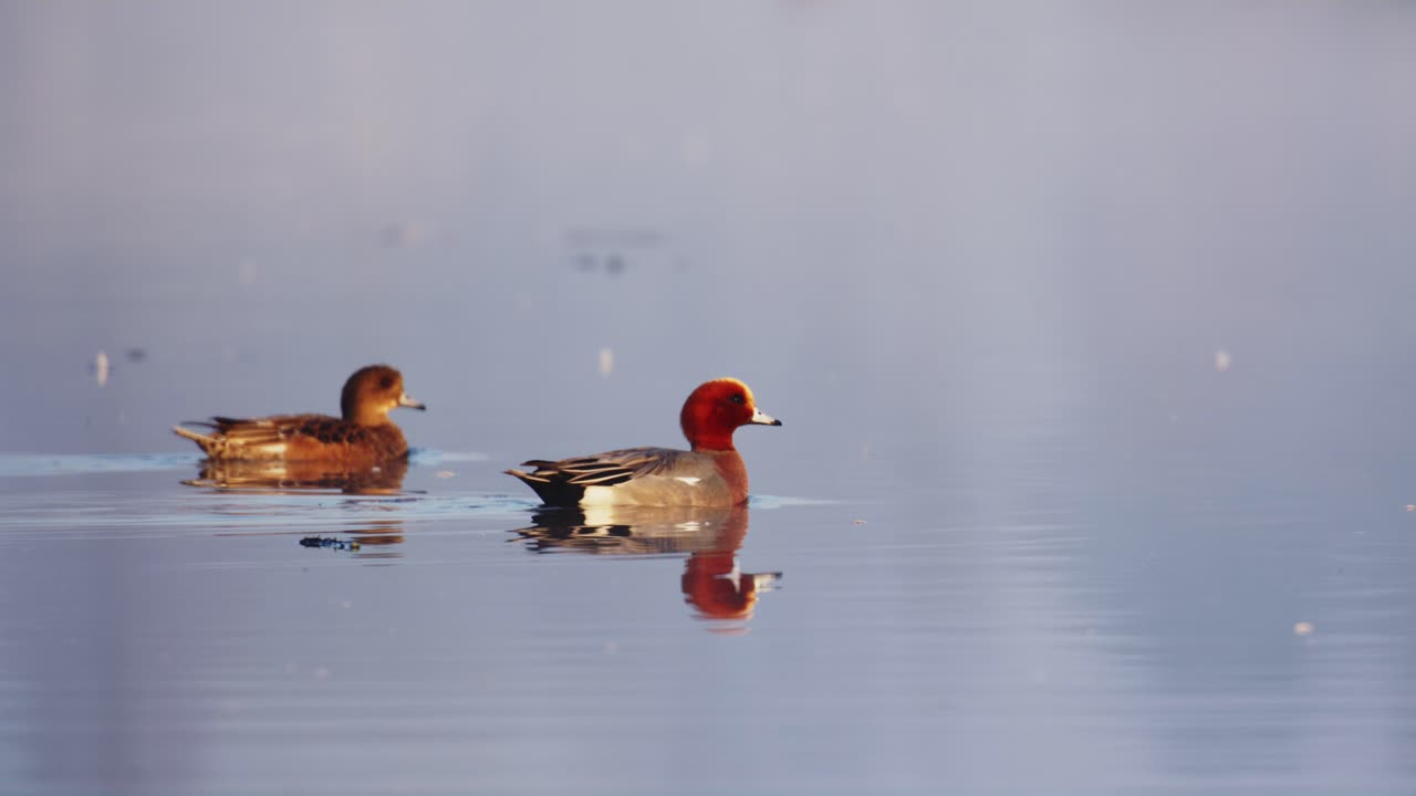 평온 한 호수 에 있는 은 머리 오리 들