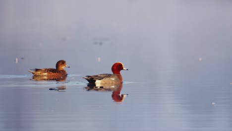 patos pelirrojos en un lago tranquilo