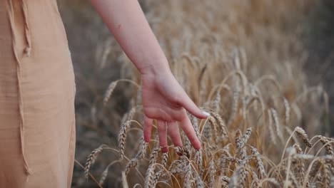 woman stroking the grass and strains of wheat with her hand, unrecognizable lady in the field, mid shot