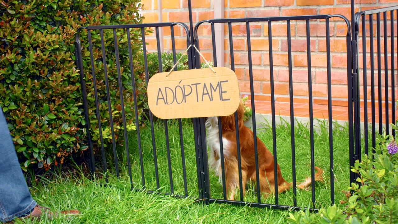 입양을 위한 코커 도그의 일반적인