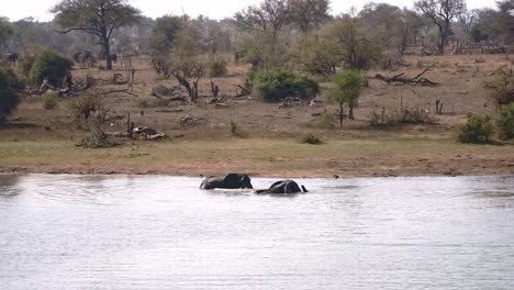 a beautiful sighting on the african savannah of two bathing elephants leaving the water