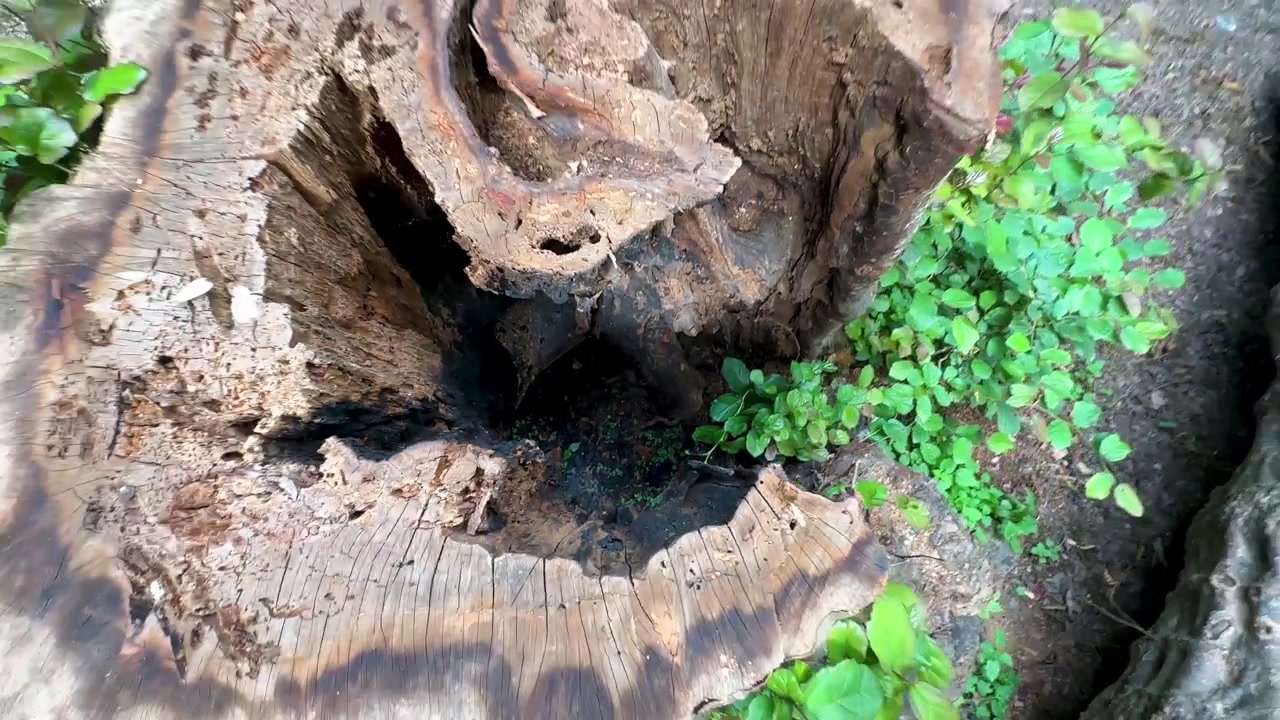 Empty tree burnt in forest landscape of natural environment in Iran Hyrcanian scenery gray ash dry soil decay nature countryside cut fire ancient bark ecosystem outdoors trail trunk texture wilderness