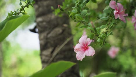 Flor-De-Hibisco-Rosa-Claro-En-La-Naturaleza