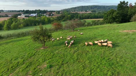 Schafherde-Auf-Der-Grünen-Weide