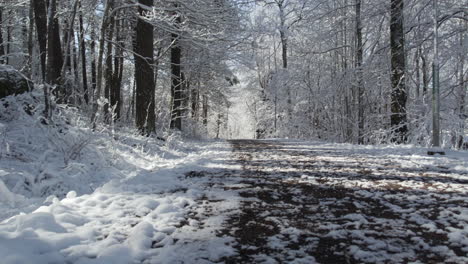 snow-covered forest trail with tall trees, serene and picturesque winter scenery