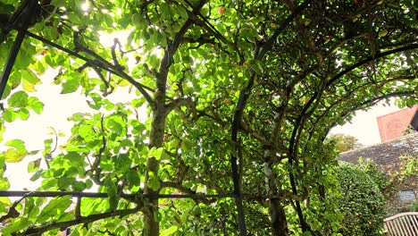 sunlit apple tree archway in a garden