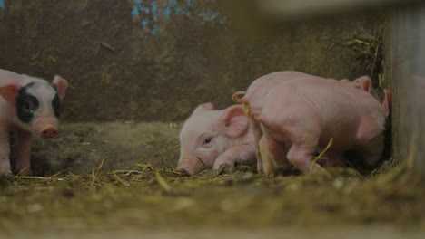 tiny newborn piglets cuddling together for comfort in pigsty indoors