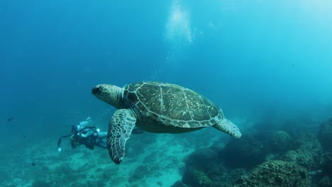 A-underwater-photographer-scuba-diving-while-taking-picture-of-a-sea-turtle-swimming-in-the-ocean