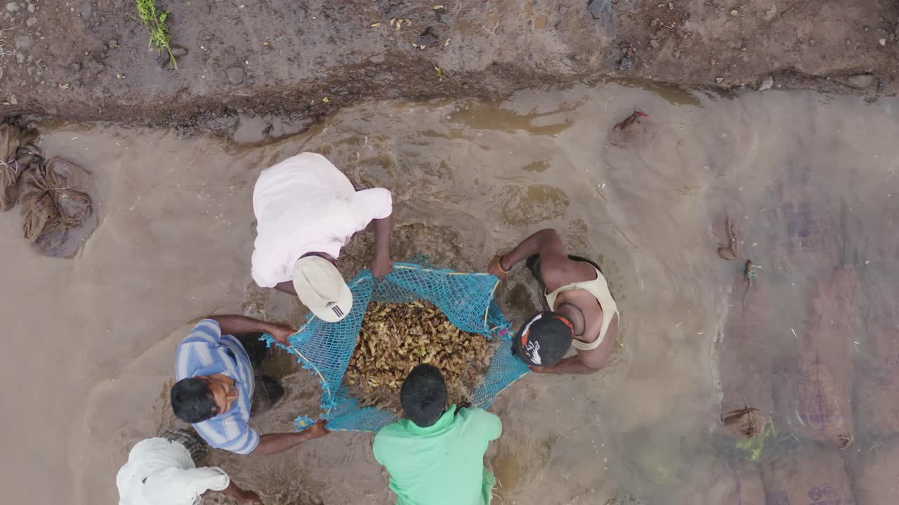 Lavoratori agricoli che lavano prodotti agricoli - Zenzero.