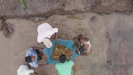 Agriculture-Labours-washing-agriculture-produce---Ginger