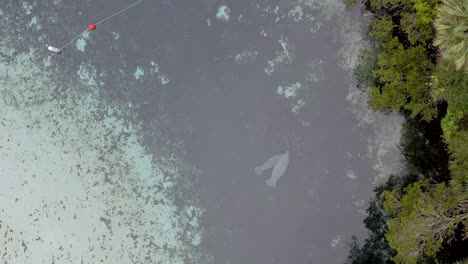 aerial view of a manatee swimming in shallow clear water near the shoreline in a florida spring