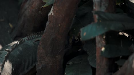 iguana arrastrándose sobre la rama de un árbol en un día soleado