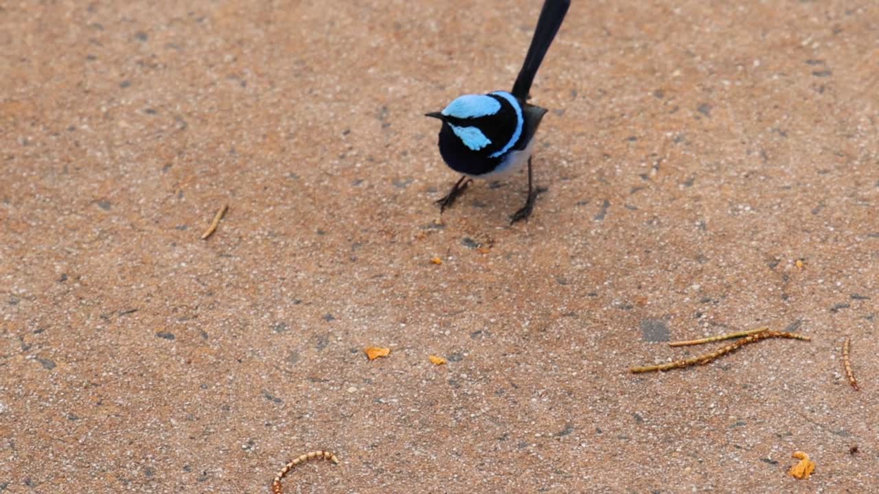 En liten blå och svart fågel söker mat på en betongyta nära torra kvistar.