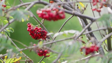 el video revela las bayas maduras de rowan en la luz del sol de la mañana