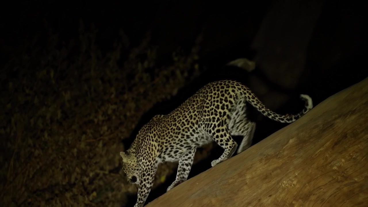 A female leopard walks carefully down a huge tree branch in the spotlight at night in the Tuli region of Botswana.