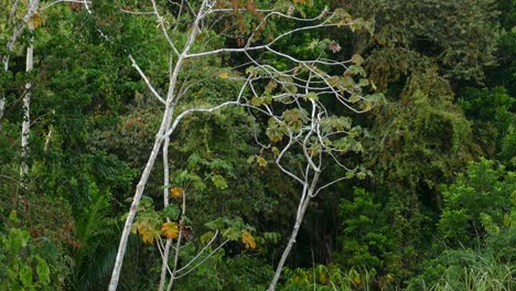 árboles en el bosque. pedestal arriba