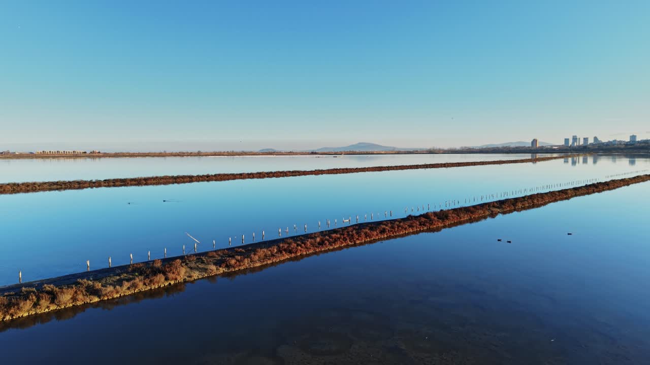 Flamingos feed in a saltwater lagoon during morning light near a city
