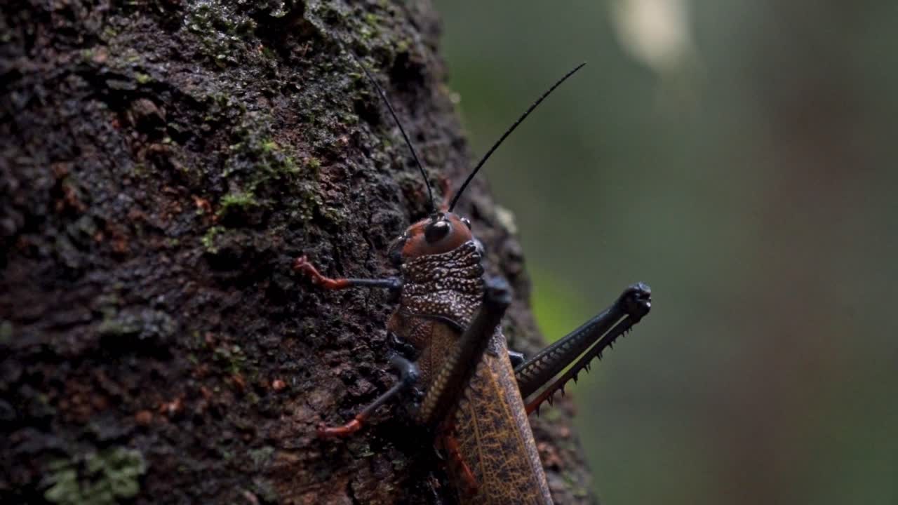 A detailed close-up shot of a large, distinctive grasshopper or katydid clinging to a moss-covered tree trunk in the Sirena Sector of Corcovado, Costa Rica