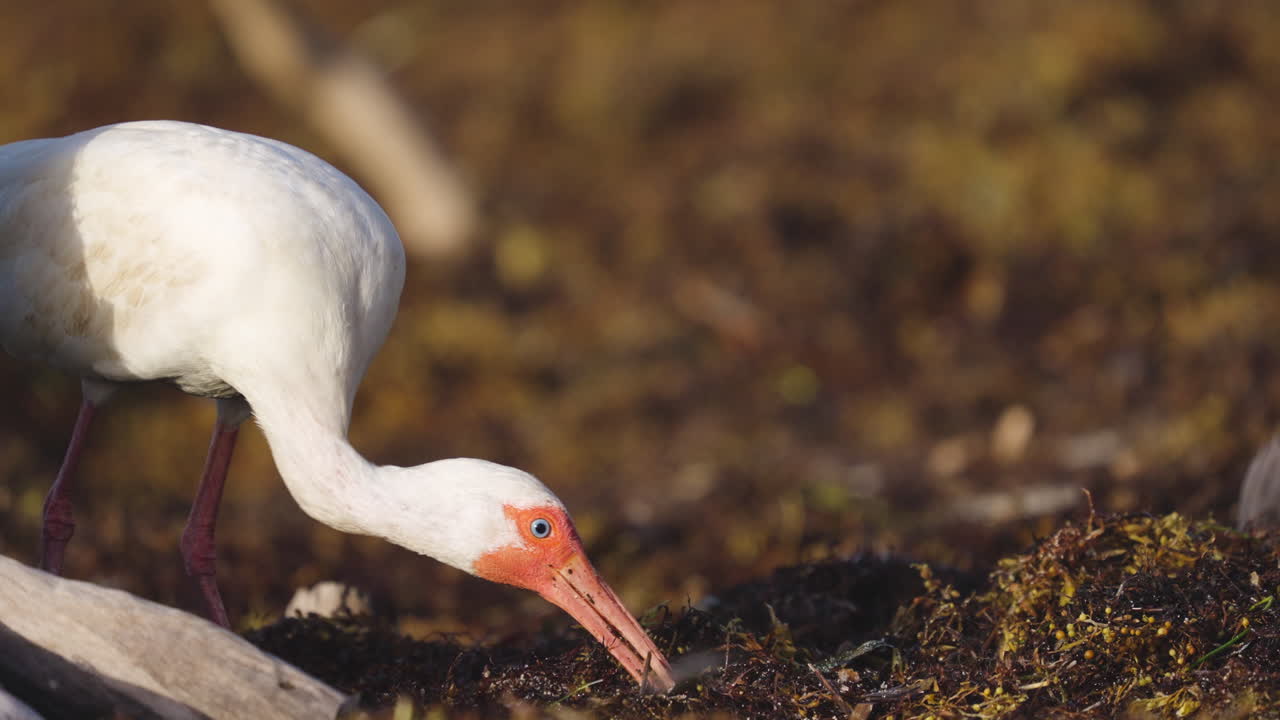 White Ibis Feeding on Worms in Beach Seaweed 6