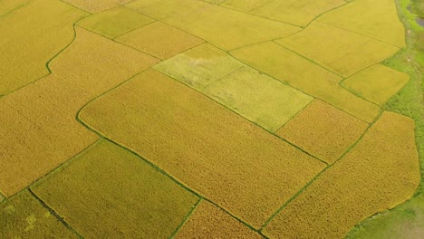 The-beauty-of-nature-has-blossomed-in-the-golden-crop-of-Bengal-i