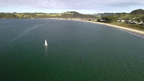 Schote-Von-Delfinen,-Die-Einem-Kleinen-Segelboot-Auf-Der-Coromandel-Halbinsel-Folgen