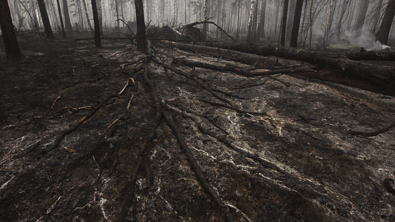 A desolate and somber burnt forest scene viewed from a ground-level perspective, showcasing static trees and ash-covered ground in a natural setting with environmental impact and wildlife.