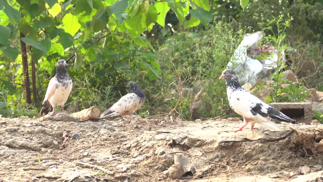 A fleeting moment of tranquility, homing pigeons pausing together in the jungle's sun-dappled heart, Islamabad.