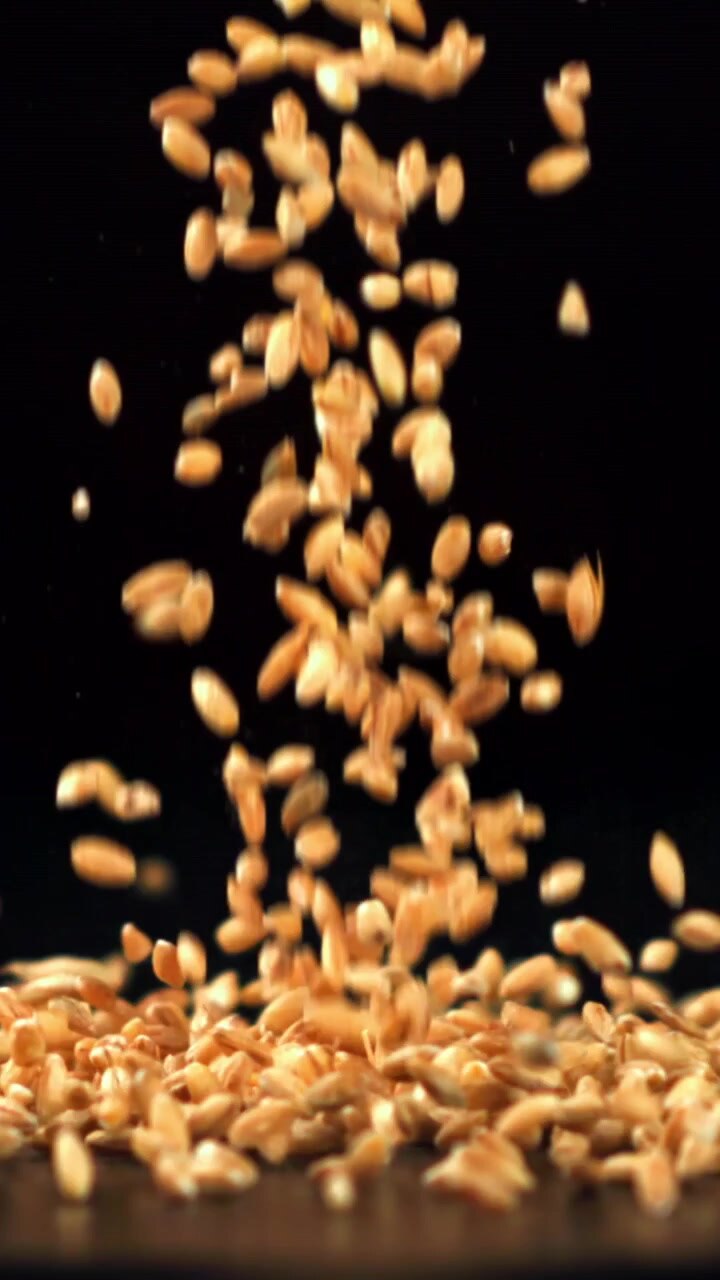 Golden Wheat Grains Pouring Down on Black Background