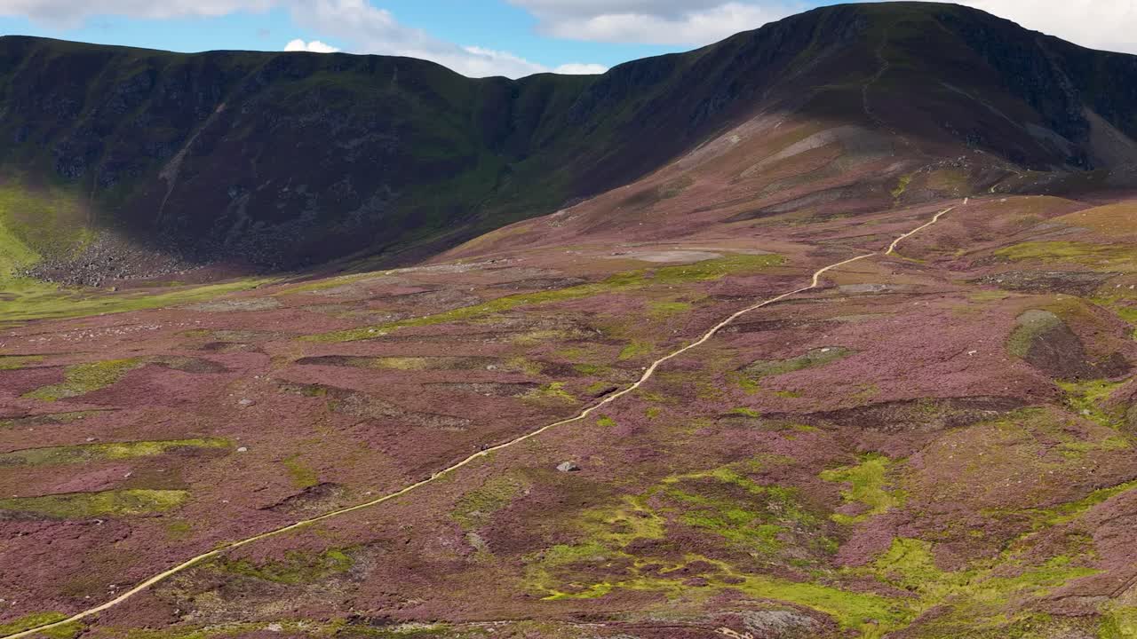 Drone glides above heather valley, revealing winding trail, rugged mountains, and vibrant summer landscape