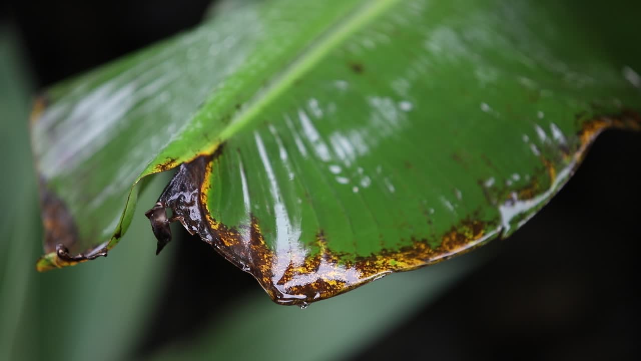 cerca de una hoja de palmera tropical con gotas de lluvia