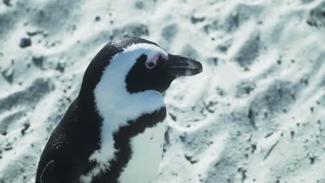 close up of a south african penguin on white sand at the boulders beach in cape town, south africa