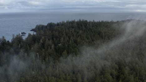 Exuberante-Conífera-Durante-La-Brumosa-Mañana-En-La-Costa-De-Tofino,-Isla-De-Vancouver,-BC-Canadá