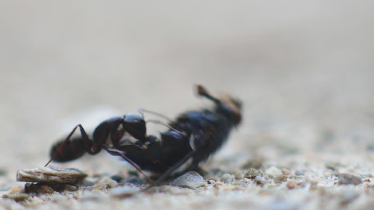 죽은 파리를 먹은 한 마리의 검은 개미를 닫습니다 - 클로즈업 샷