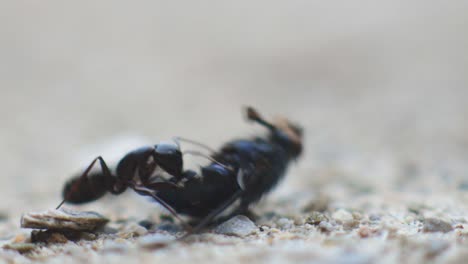 close up of single black ants eaten a dead flies - close up shot