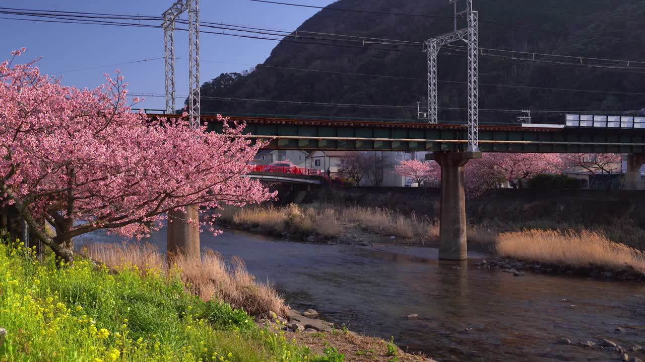 Paesaggio calmo e rilassante presso un fiume e un ponte con un bellissimo albero di Sakura.
