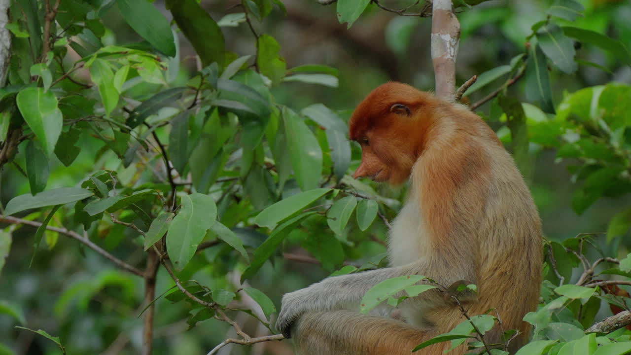 Proboscis Monkey in a Tropical Forest