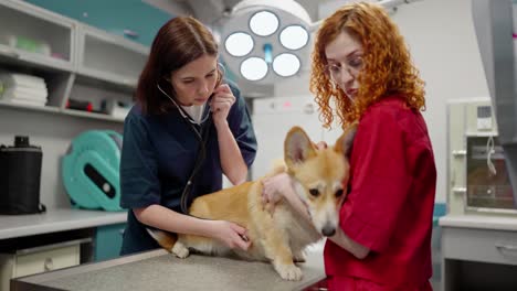 A-brunette-veterinarian-girl-listens-to-a-corgi-dog-using-a-stethoscope-with-her-owner-a-girl-in-a-red-shirt-in-the-veterinarian-office