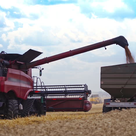 agricultural machinery at seasonal works. combine is pouring out grains into the trailer on the field. wheat harvesting in summer. the concept of agricultural activity.