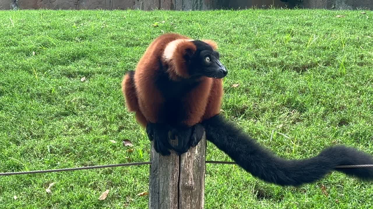 Close-up view of an African brown-haired lemur seated on a wooden pole. 4K