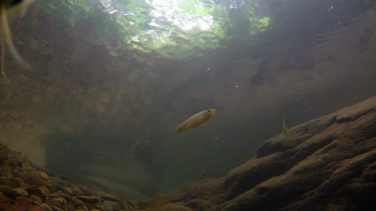 kaeng krachan 국립 공원은 많은 환상적인 야생 동물의 서식지이며 개울은 동물이 마시고 물고기가 헤엄칠 수 있는 신선한 물의 생명원입니다.