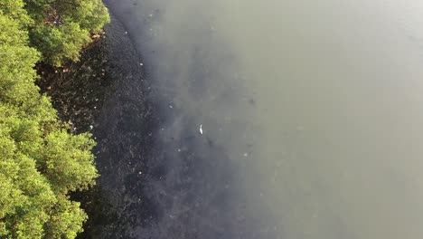 polluted river with mangrove forest