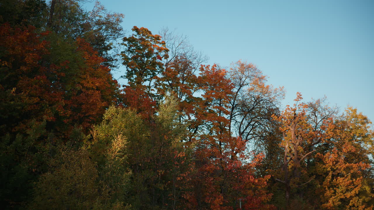 Wide shot of colorful leaves on trees swaying calmly with the wind on a sunny October day