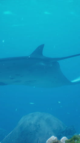 majestic manta ray underwater