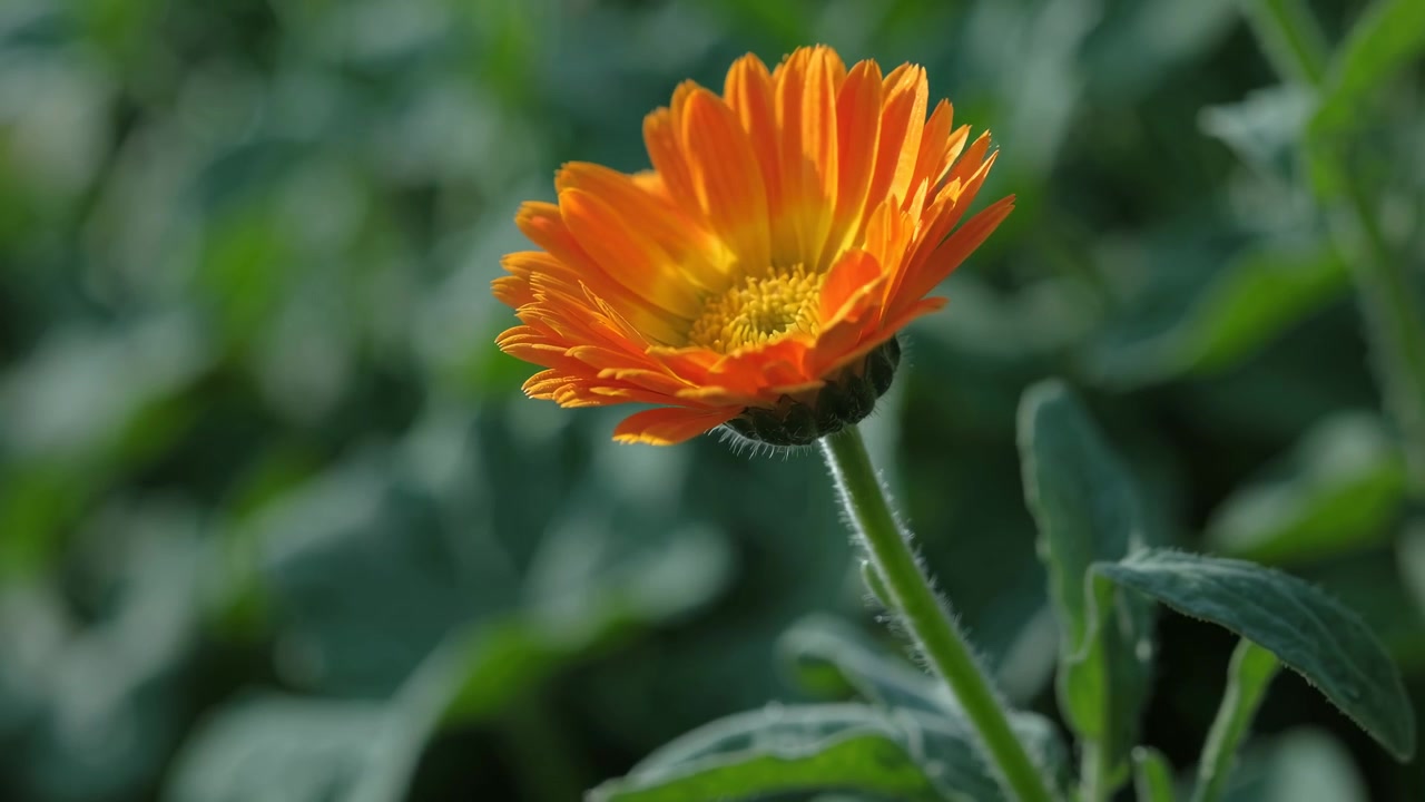 Primo piano di un fiore arancione brillante che ondeggia nella brezza