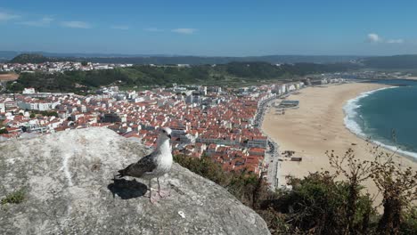 Pájaro-Gaviota-A-La-Vista-De-La-Costa-Y-La-Playa-En-Nazare,-Portugal