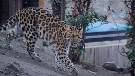 majestic leopard walking around in the zoo with its amazing spots