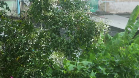a tree under heavy rain with banana farm in the background